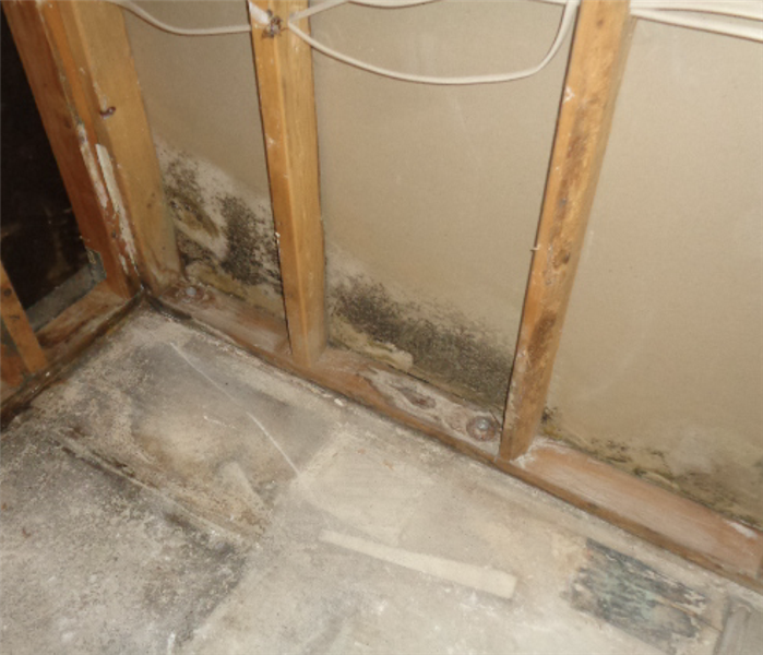 Wall with sheetrock removed exposing mold growing on the interior