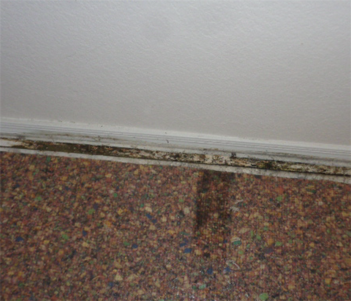 wall with baseboard removed to reveal mold
