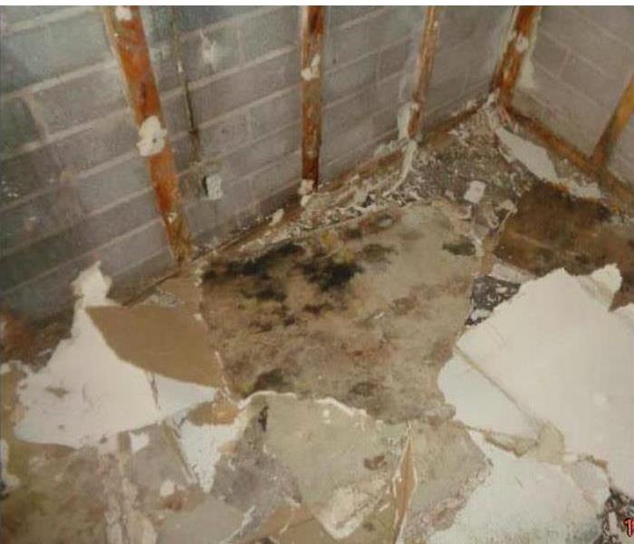 Mold growing on a wall